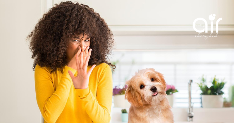 Làm sao để loại bỏ mùi hôi của vật nuôi trong nhà?