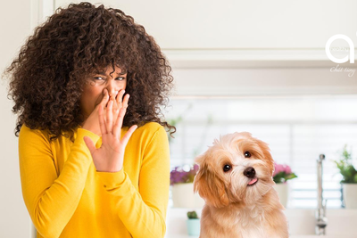 Làm sao để loại bỏ mùi hôi của vật nuôi trong nhà?