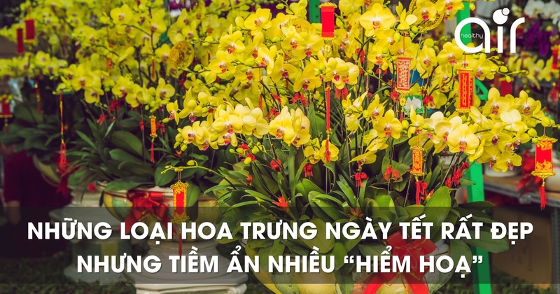 Những loại hoa trưng ngày Tết rất đẹp nhưng tiềm ẩn nhiều ‘hiểm hoạ’